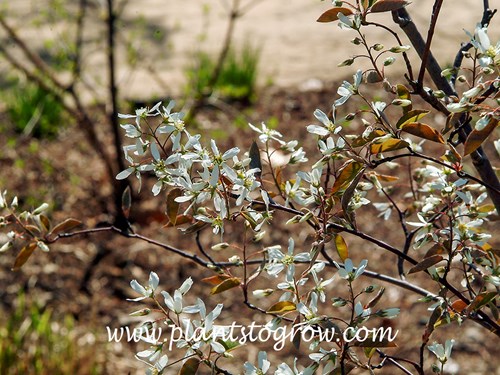 Coles Select Serviceberry (Amelanchier)